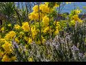 Prázdninový dům/vila Božena - nice garden: H(2+1) Poljica (Marina) - Riviera Trogir  - Chorvatsko  - květiny